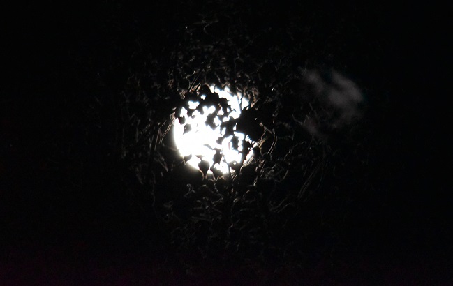 木々の間から覗く月りさ782.jpg